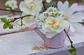 Blüten von Narzisse 'Bridal Crown' und Gänsekresse in Mini-Gießkännchen