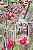 Ornamental bird cage hung in flowering peach 'Melred' tree