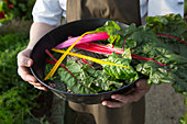 A gardener holding a sieve with fresh chard