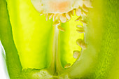 A green pepper (close-up)