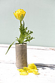 Yellow double tulip in handmade concrete vases