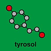Tyrosol molecule, illustration