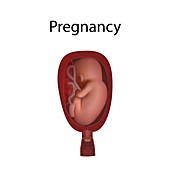 Pregnancy, illustration
