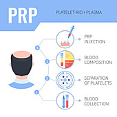 PRP hair regrowth therapy in men, illustration