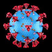 Coronavirus particle, illustration