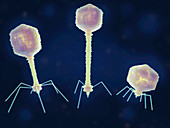 Different bacteriophages, illustration