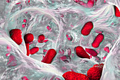Acinetobacter baumannii bacteria, illustration