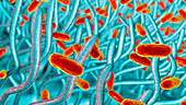 Whooping cough bacteria, illustration
