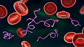 Borrelia bacteria in blood, illustration