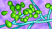 Malassezia skin fungus, illustration