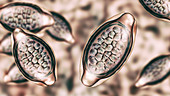 Eggs of a parasitic worm Trichuris trichiura, illustration