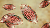 Eggs of a parasitic worm Trichuris trichiura, illustration