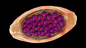 Eggs of a parasitic worm Trichuris trichiura, illustration