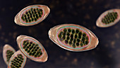 Eggs of a parasitic worm Trichuris trichiura, illustration