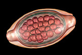 Egg of a parasitic worm Trichuris trichiura, illustration