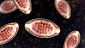 Eggs of a parasitic worm Trichuris trichiura, illustration