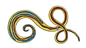Whipworm Trichuris trichiura, illustration
