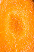 Carrot (detailed close-up)