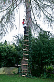 Boy climbing up rope ladder on larch tree