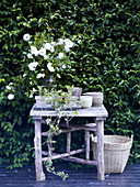 Weißer Strauß aus Rosen auf rustikalem Gartentisch