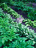 Wild rabbit sitting between rows of vegetables in vegetable patch