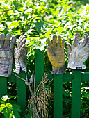 Work gloves drying on tops of fence slats