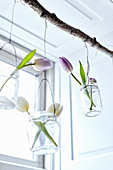 Tulips in jars on wires hung from branch in window