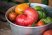 Heritage tomato varieties in an aluminum sieve