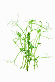 Fresh pea sprouts against a white background