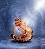 A shrimp against a blue background