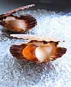 Fresh scallops on ice
