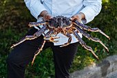Chef uniform showing raw king crab to camera