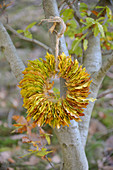 Kranz aus Buchenblättern an Baum gehängt