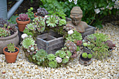 Wreath of various houseleek plants with moss and snail shells