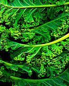 Fresh kale (full frame)
