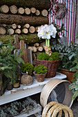 Winterliches Arrangement mit Amaryllis im Korb am Brennholzstapel
