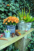 Töpfe mit Chrysantheme und Besenheide auf Bank im Garten