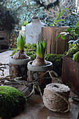 Early spring arrangement of potted hyacinths