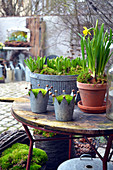 Early spring arrangement of hyacinths planted in zinc containers and narcissus in terracotta pot