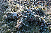 Star made of moss and twigs, decorated with cones and stars, frozen in the garden