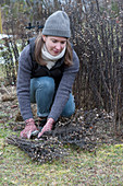 Woman cuts back withered, above-ground parts of perennials