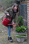 Woman pours holly and skimmie in the big basket