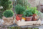 The first herbs in spring: rosemary, sage, oregano and mint