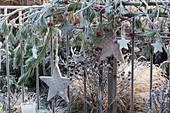 Weihnachtliche Dekoration am Gartenzaun mit Kiefer, Hagebutten und Holzsternen