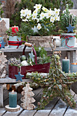 Weihnachtsdekoration auf der Terrasse: Christrose, Stern aus Moos, Zweigen und Zapfen, Kerzen, Zuckerhutfichte, Tannenbäumchen aus Rinde und Koniferenzweige