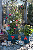 Wacholder und Kiefer weihnachtlich geschmückt mit Kugeln und Sternen in blauen Kübeln