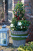 Basket with holly, Christmas rose, skimmia and sugar loaf spruce