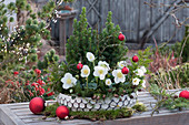 Schale mit Christrosen und Zuckerhutfichten, weihnachtlich geschmückt mit roten Kugeln und Zweigen der Hemlocktanne
