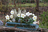 Kasten mit weißen Pflanzen: Christrose, Knospenheide und Alpenveilchen