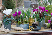 Cyclamen and snowdrops in zinc containers, thread spools as decoration